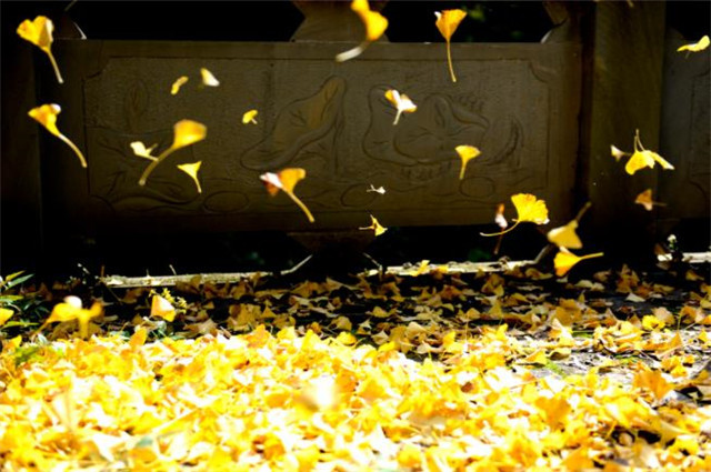 纷飞在古诗词中的黄叶,如此唯美,写满人间的思念