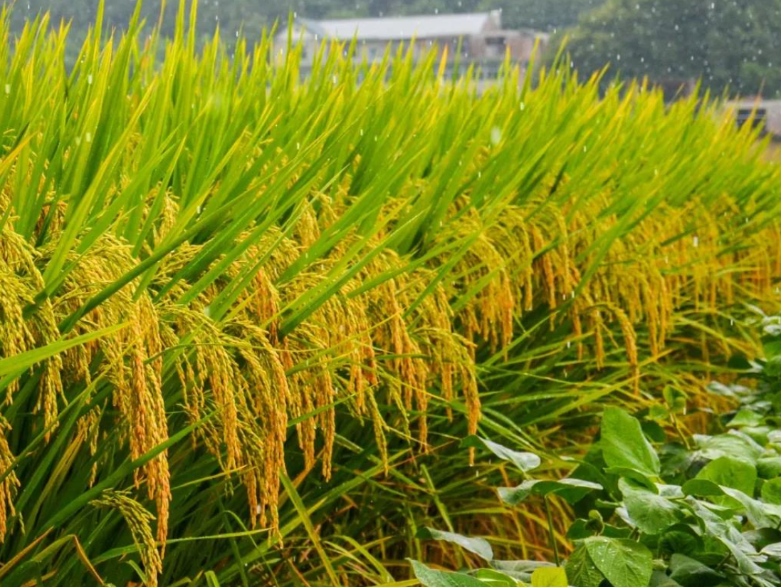 回顾:再出尖端科技!竹子水稻杂交的竹稻,长到2米亩产千斤每斤20元