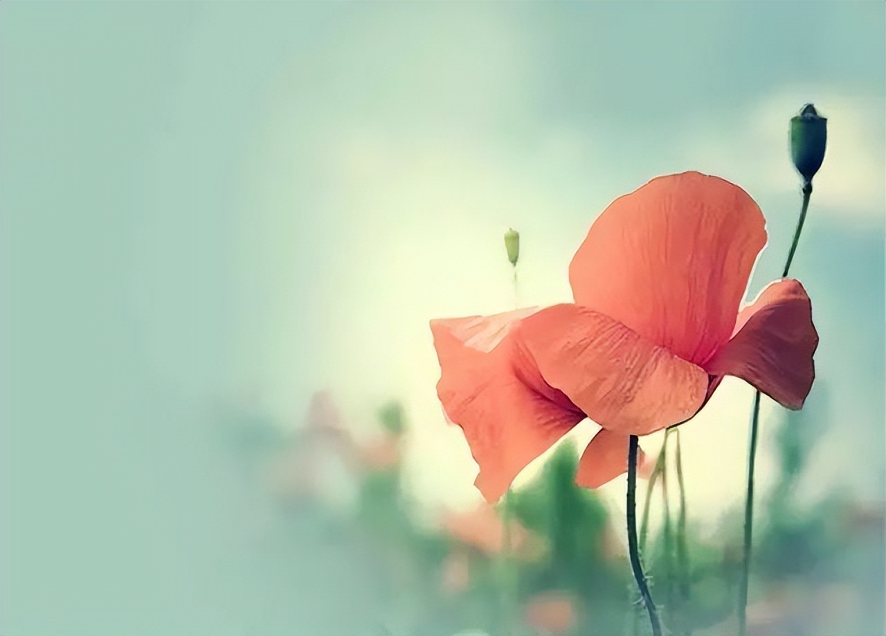 内心的淡定与从容是人生最曼妙的风景