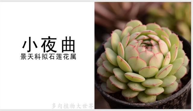 「小夜曲」景天科拟石莲花属多肉植物,小型园艺杂交品种