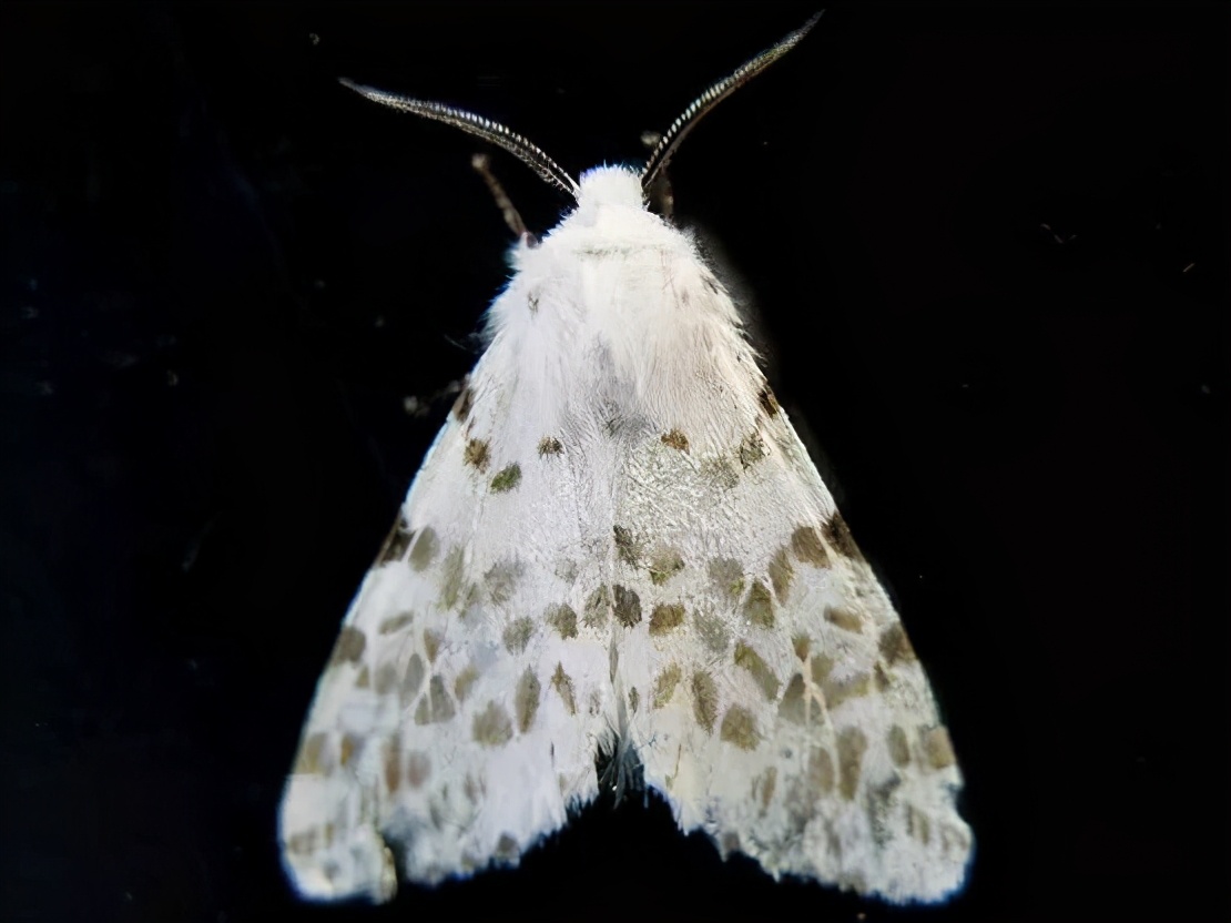 美国白蛾入侵中国,1只可繁衍2亿只,毁森林占房屋,成中国噩梦