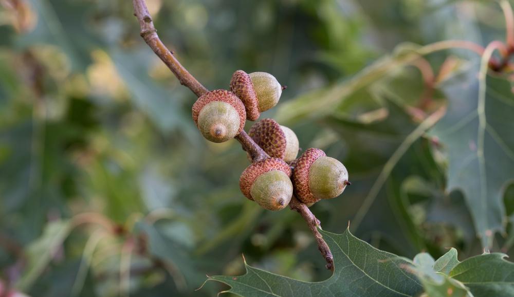 俗称"陀螺果",曾是人类主食,做豆腐很美味,如今没人要