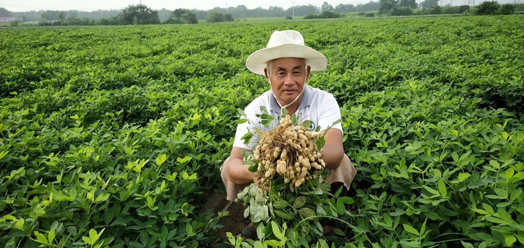 每天一把花生