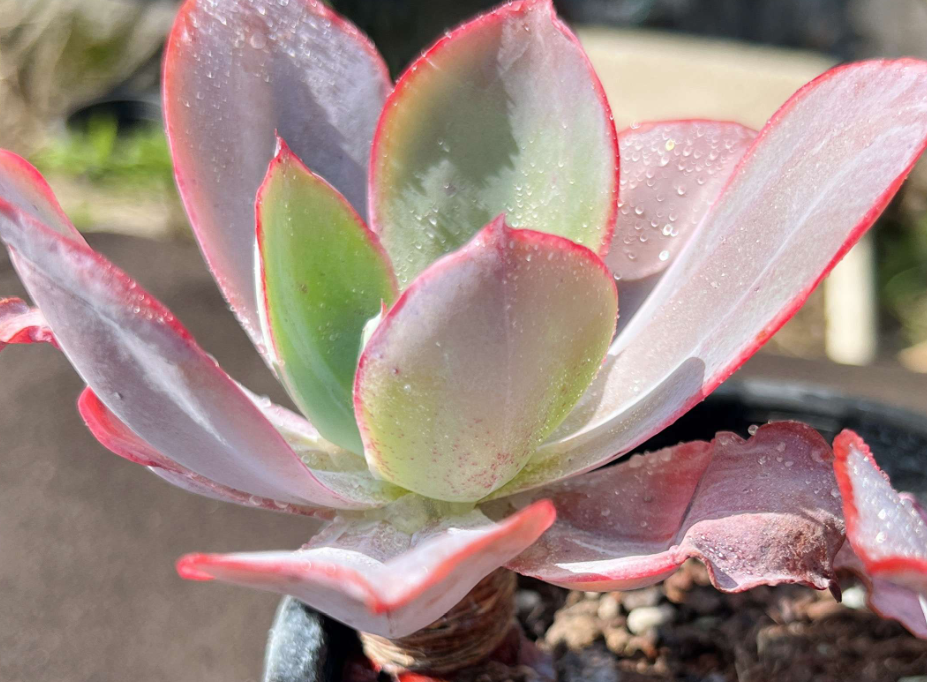 多肉肯尼迪,有时像白玫瑰,有时又像晚霞,不过不管像谁它都美!