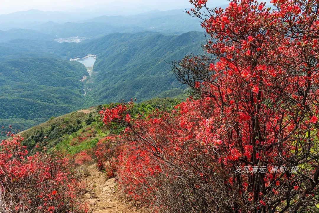 廣州通天蠟燭峰滿山遍野的映山紅,即將悄然盛開又黯然凋零!