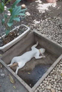 猫咪躺在"坑里"一动不动,主人以为它死了,下秒想给它一脚