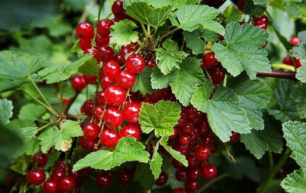 醋栗是醋栗科,茶藨子属,茶藨亚属小灌木,株高 1～115 cm,果实成串着生