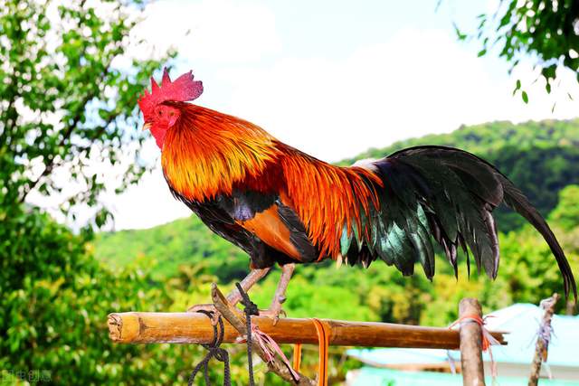 公鸡啄人的真相:公鸡看到的你十分欠啄,人越漂亮越容易中招