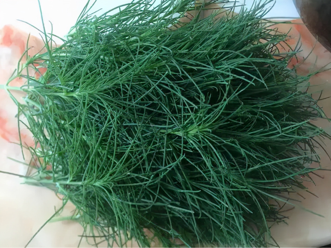 风滚草在美国泛滥成灾,入侵多条公路,为什么在我国却很难长大?