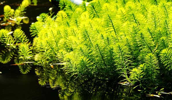 金鱼藻这种植物怎么养?