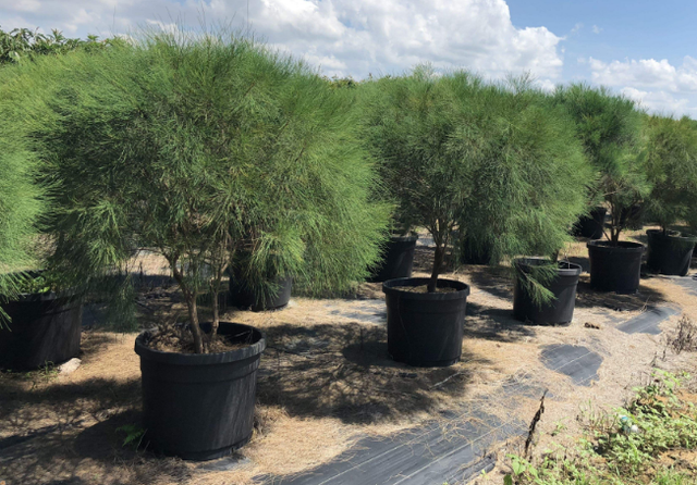 木麻黄和马尾松的区别