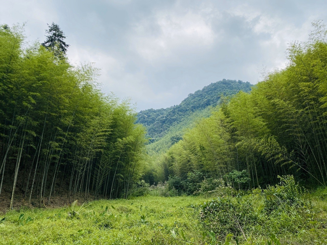 广州从化星溪竹林图片