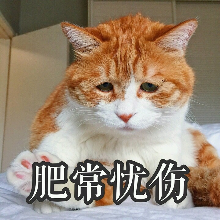 收养了只情绪低落的橘猫,后来它开始笑了!