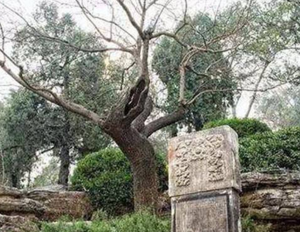 几百年过去了,那棵吊死崇祯皇帝的老歪脖子树,现状如何?
