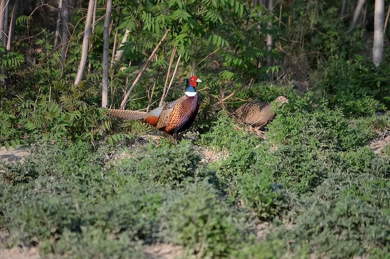 东北野鸡遍地跑为何吃货却不敢下嘴