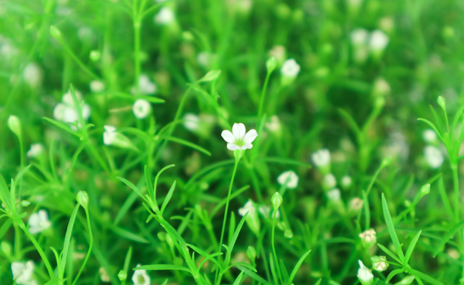 圓錐石頭花和滿天星的區別