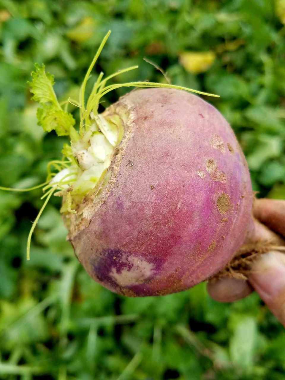 只有做好每一个环节的工作,才能提高蔓菁的产量和质量,实现良好的经济