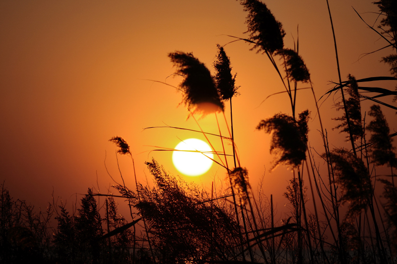 双头莲令 夏离秋始气清祥.硕果对斜阳.山村妹子运输忙.每每汗流香.