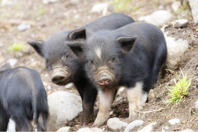 听说有一种猪它小,香,纯,净?——从江香猪