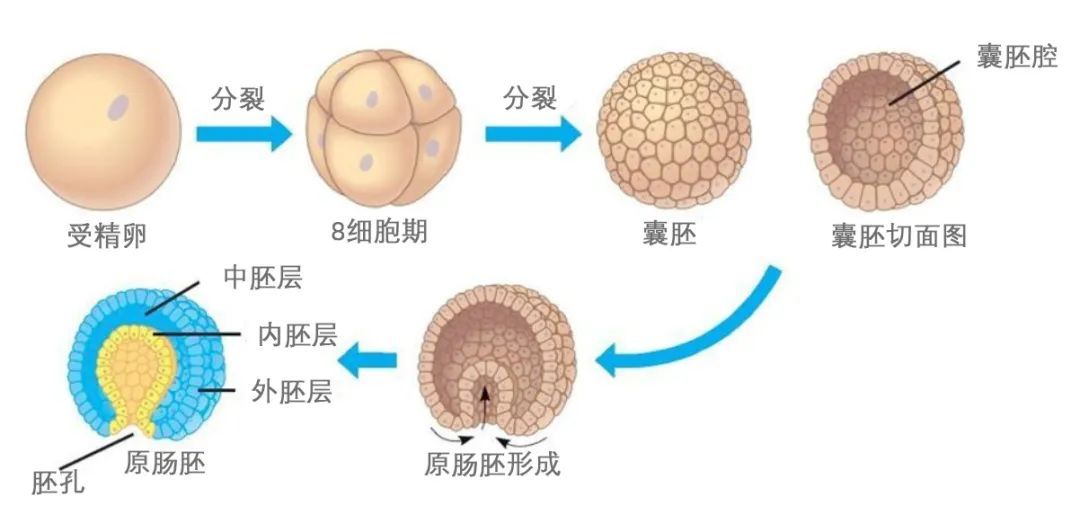 手搓生命?nature重磅:高仿人造胚胎誕生,或可發育成器官