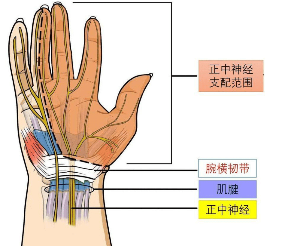 拇指关节,腕关节僵硬又疼痛,什么原因呢?告诉你真相!