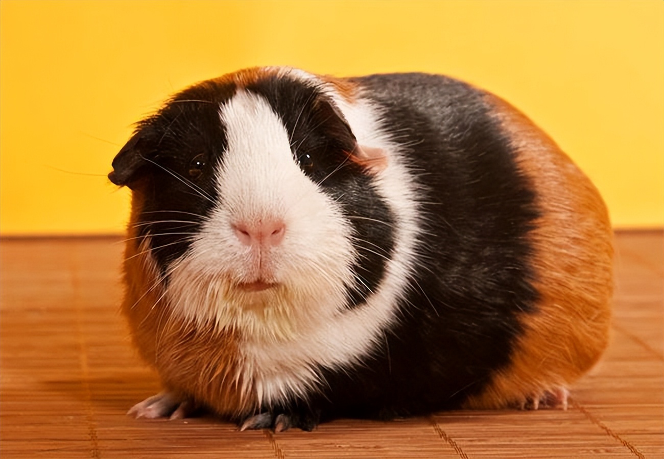 养荷兰猪有哪些禁忌?