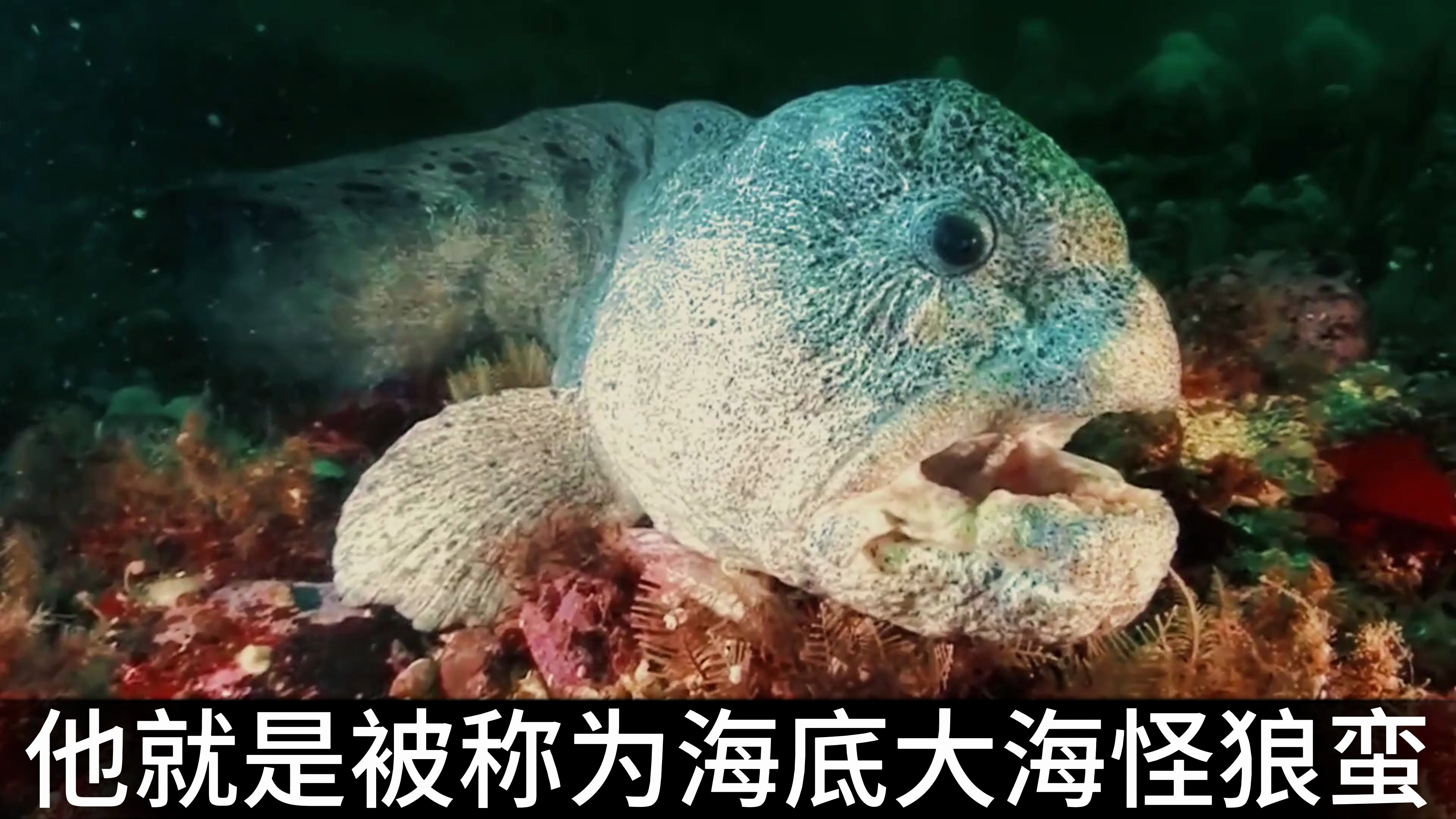 它的咬合力能咬断手臂!喜欢吃海胆、吃螃蟹的鱼,究竟有多可怕?