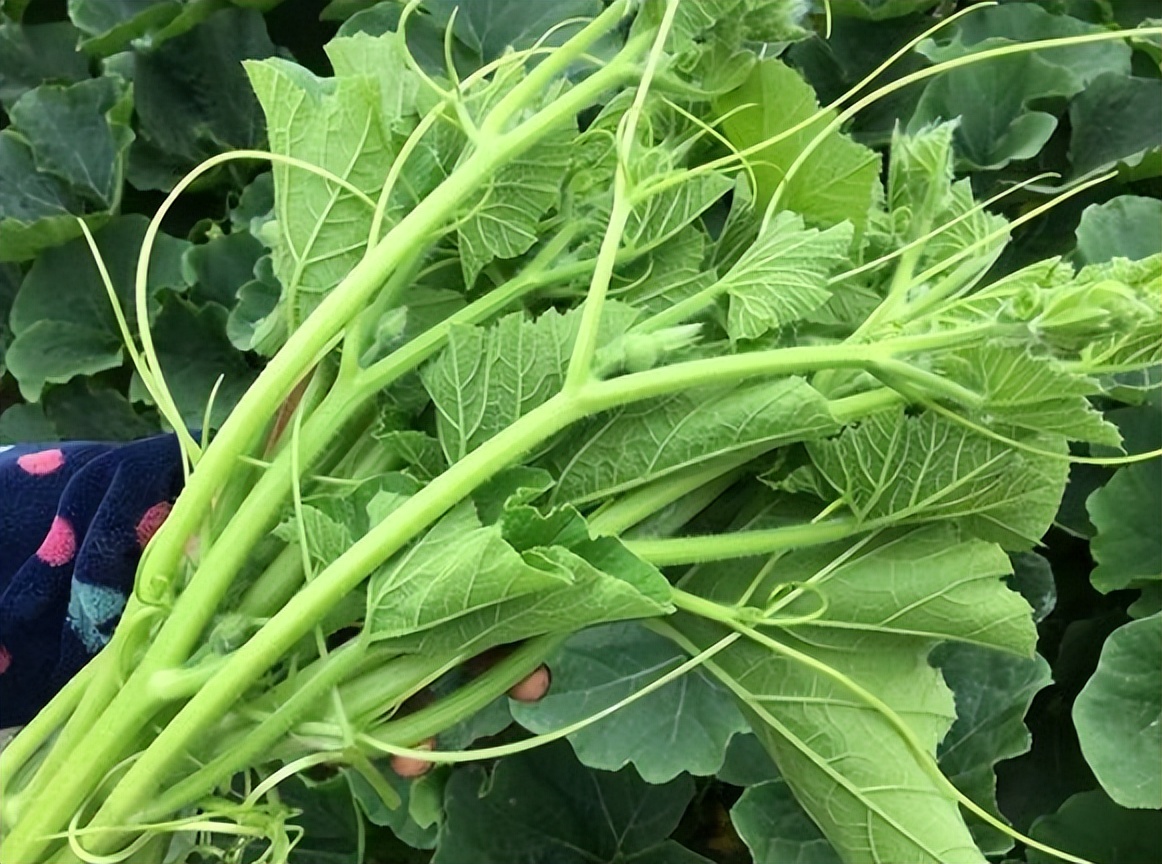 南瓜藤尖:一种被高度忽视的蔬菜,很多北方人不知它能吃,可惜了