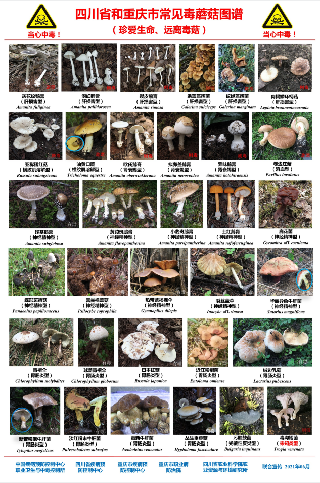 野蘑菇怎样识别有毒图片