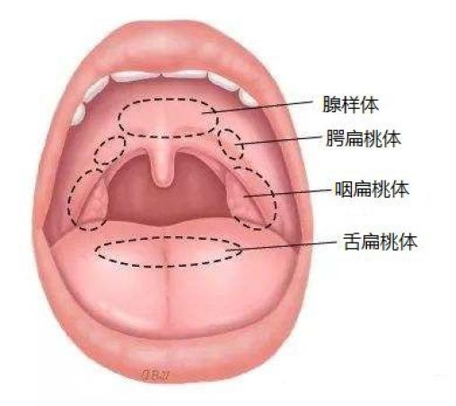 口腔扁桃体图片图解图片