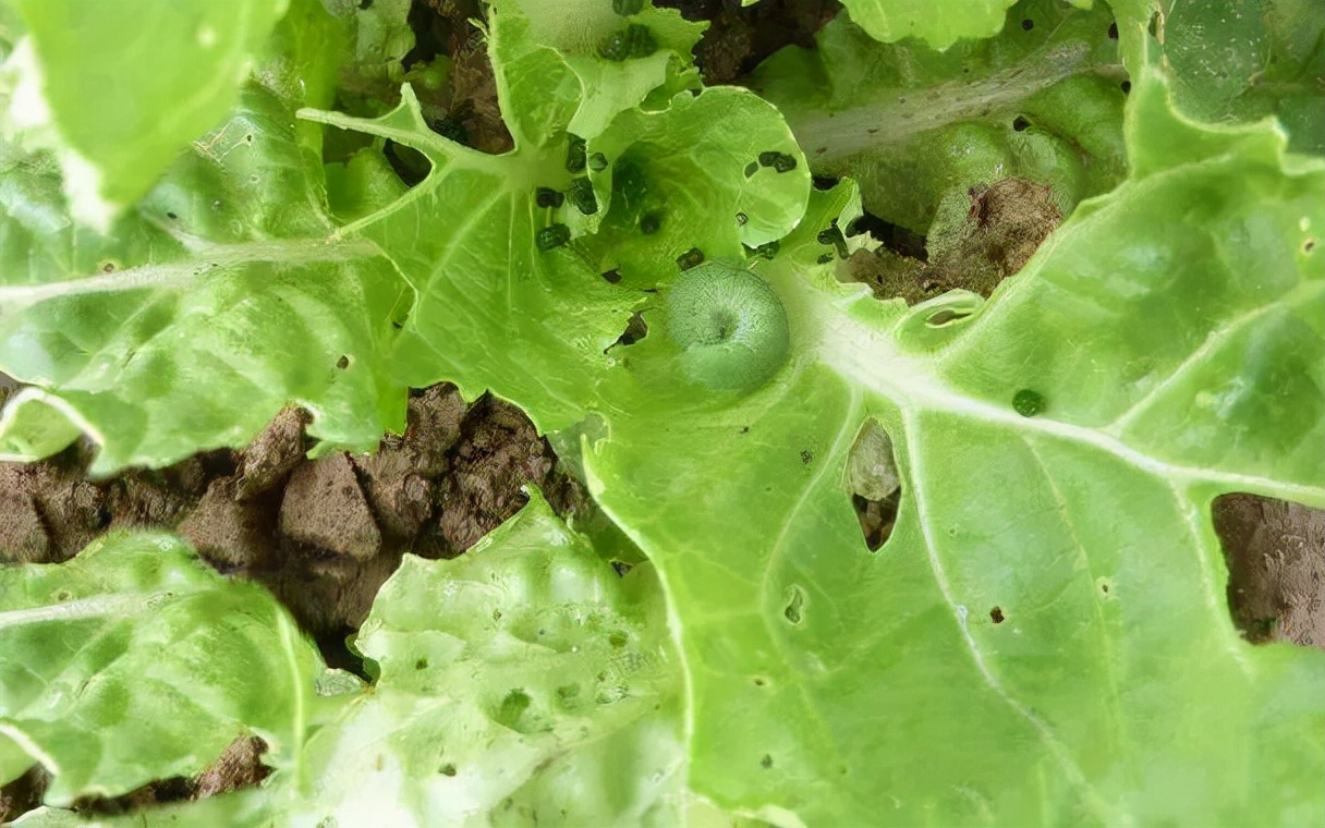 油菜虫害菜青虫图片图片