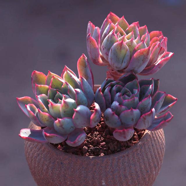 有颜值的多肉赫拉,做好4点,7月也可以很美