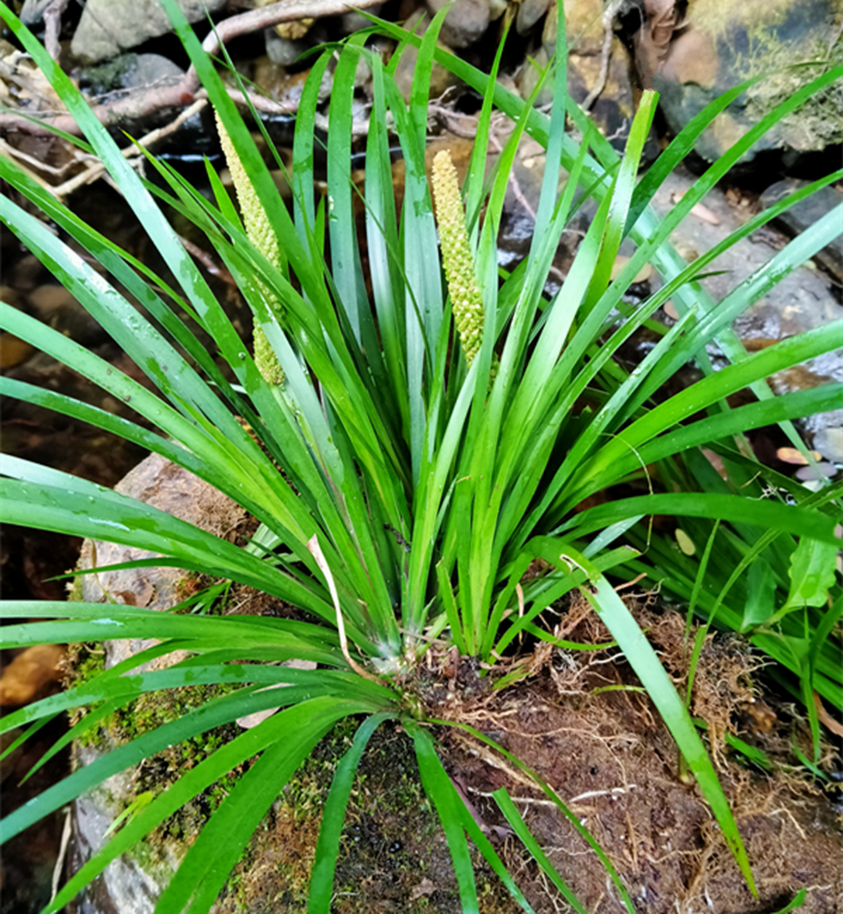 石菖蒲真实图片