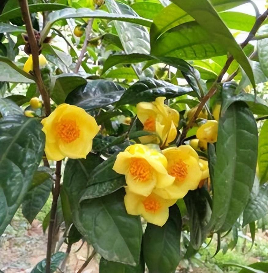 此茶花被誉为"植物黄金",花色金黄,营养丰富,不养一盆太可惜