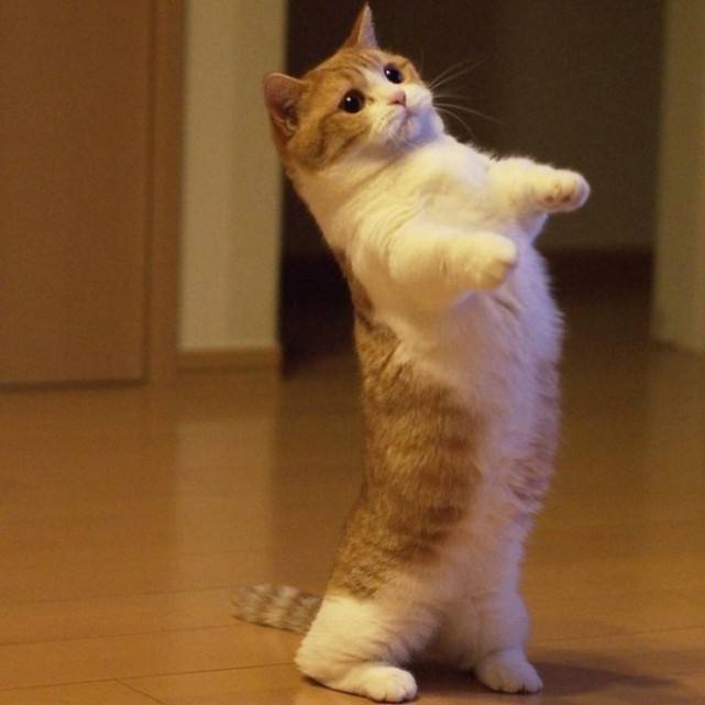 这4种猫寿命较长,能陪你更久,你养对了吗