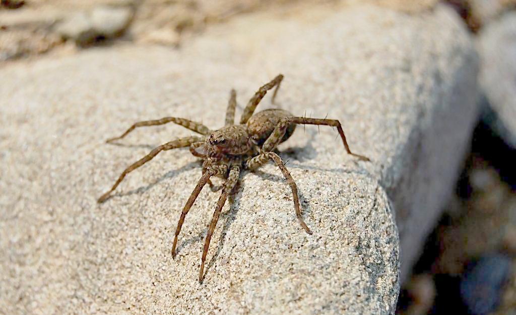 如何识别有毒和无毒的蜘蛛?中国最危险的四种毒蜘蛛你知道吗?