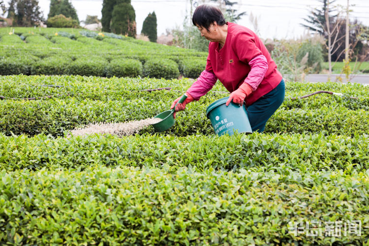 茶叶- 热门商品专区