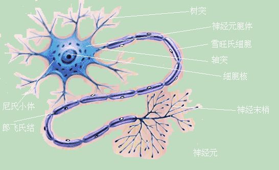 米勒费雪症候群,被认为是格林巴利综合征的变体