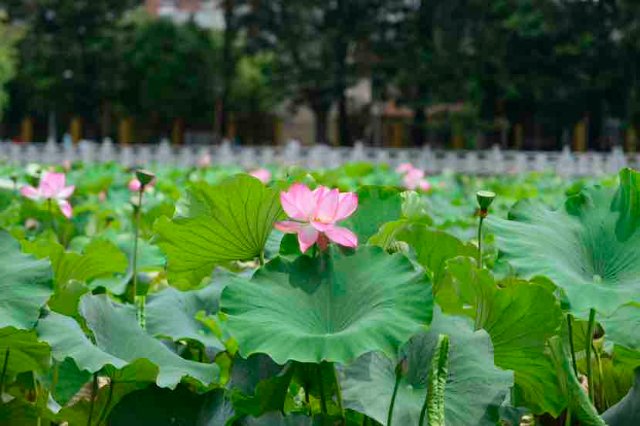 賞荷,看錶演,逛集市……昆明翠湖公園荷花展來啦!