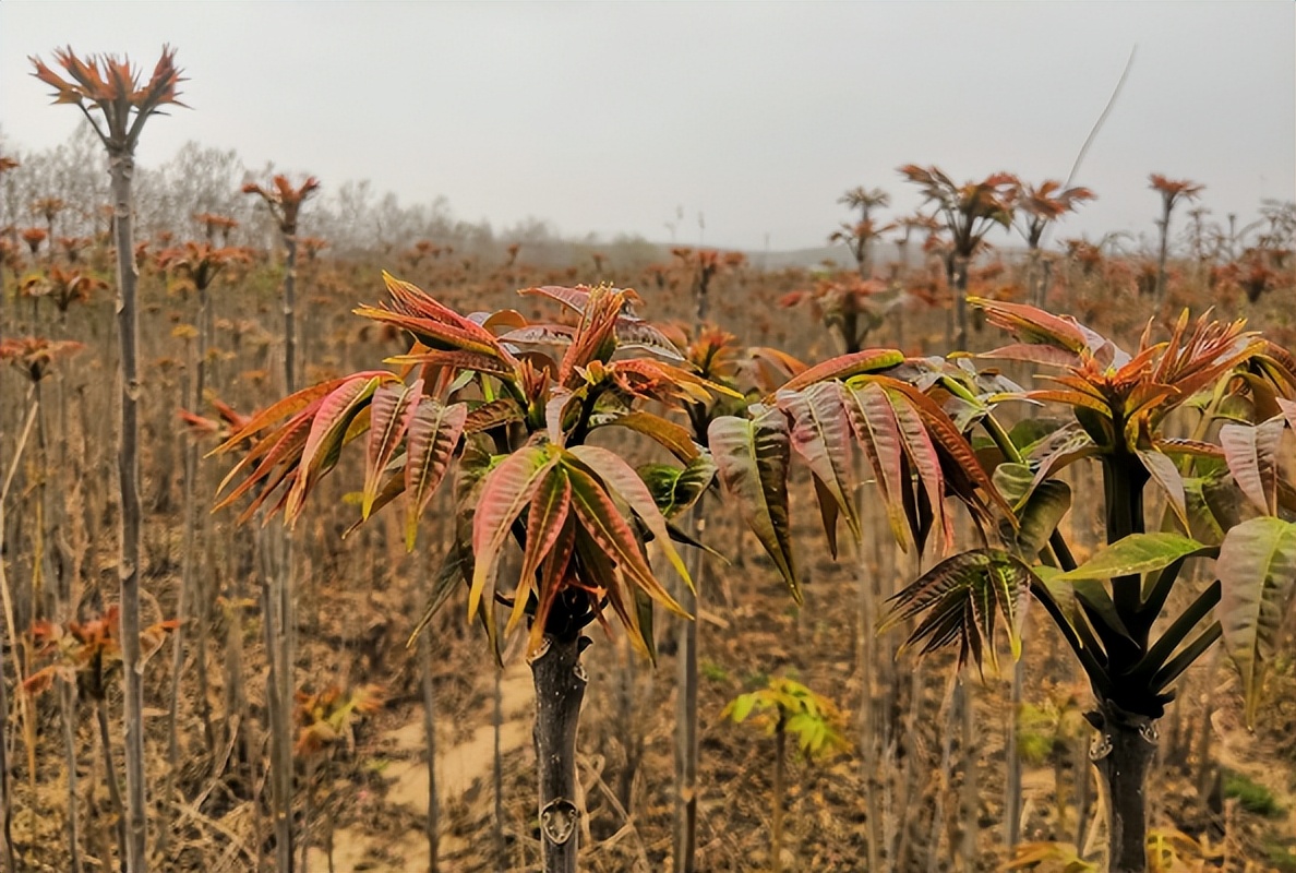 俗语"不怕蛇进门,就怕香椿高过房",为何香椿树比蛇还可怕?