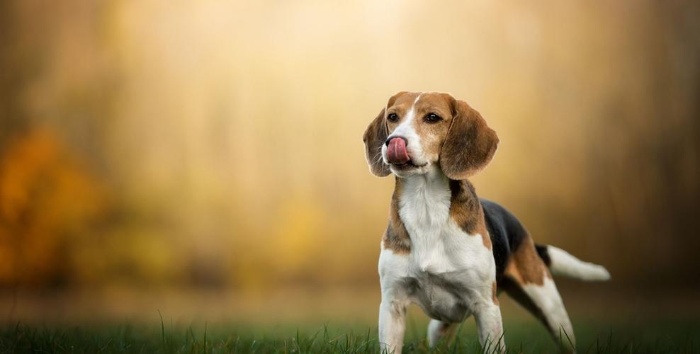 迪士尼專用犬