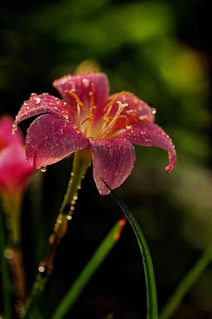 一下雨就开花 怒江资古朵村的风雨花好美