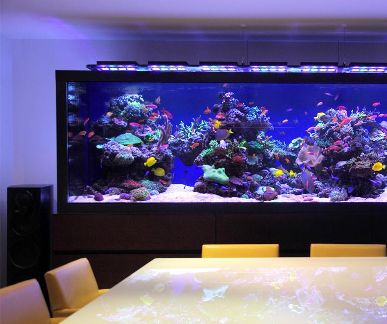 鱼缸水变浑浊?鱼缸怎样保持水质?