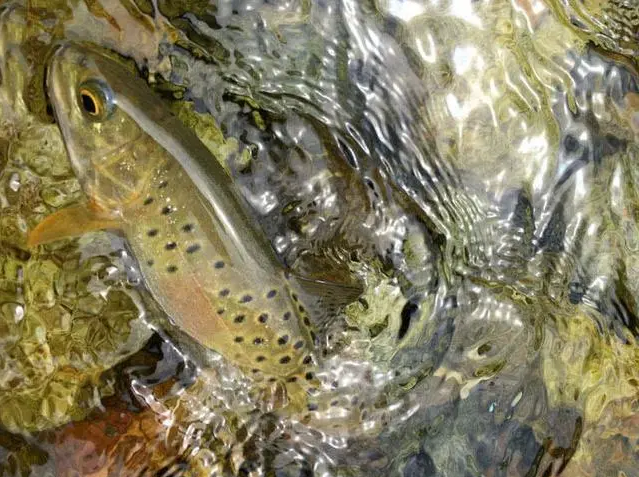 山涧精灵——秦岭细鳞鲑的洄游之旅