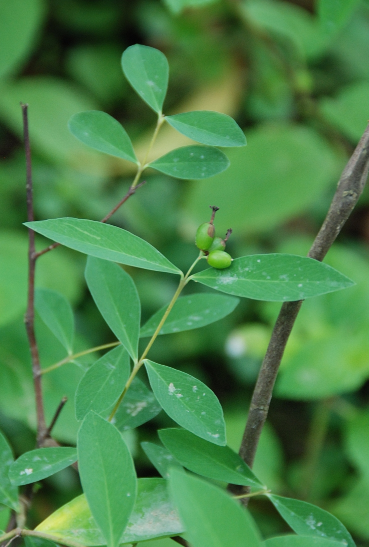 此神兵不俗,救了赵匡胤的命而赐名"紫金鞭",小贼常随身携带
