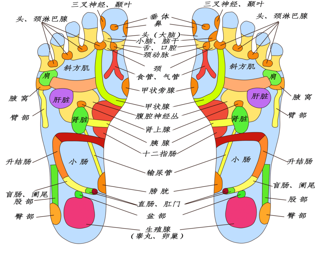 足部经络图解大全高清图片