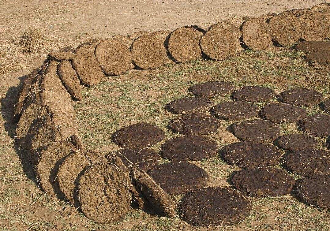 印度"牛粪饼"经常卖到脱销,究竟有什么用处?