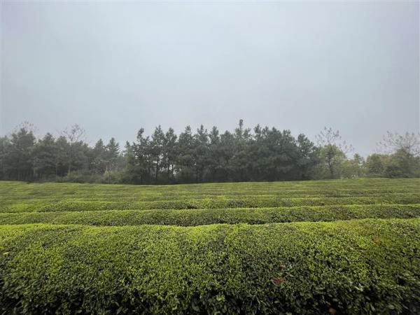 上海市军天湖农场图片