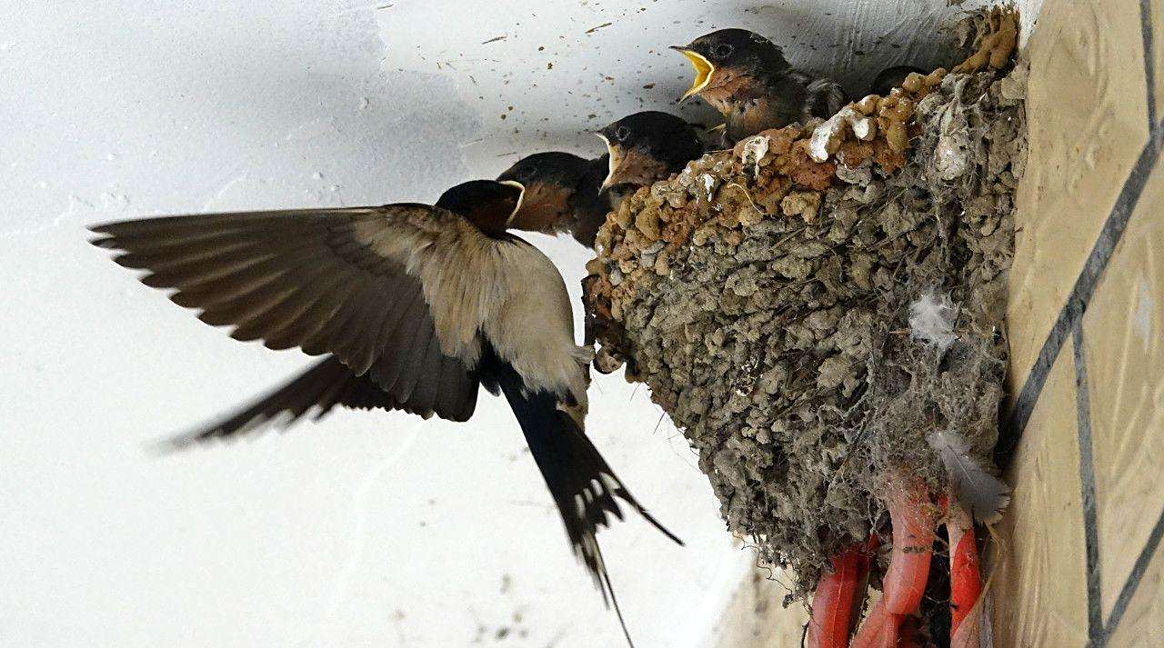 燕子在屋檐下筑巢预示着什么呢?