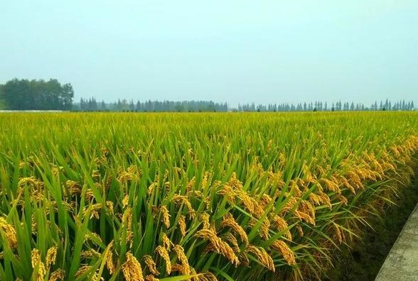 优良食味粳稻品种泗稻301,产量潜力高,食味好,耐储性好